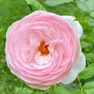 Meet your Posher, Lynn